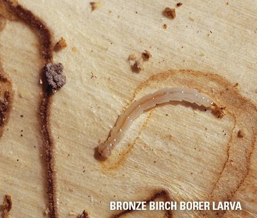 birch borer