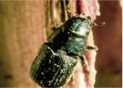 Southern Pine Bark Beetle