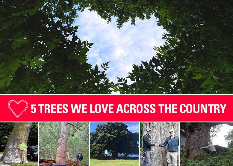 Trees We Love