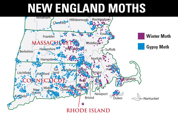 New England Gypsy Moth