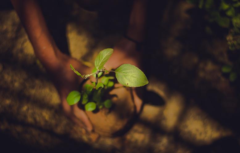 Plant Establishment