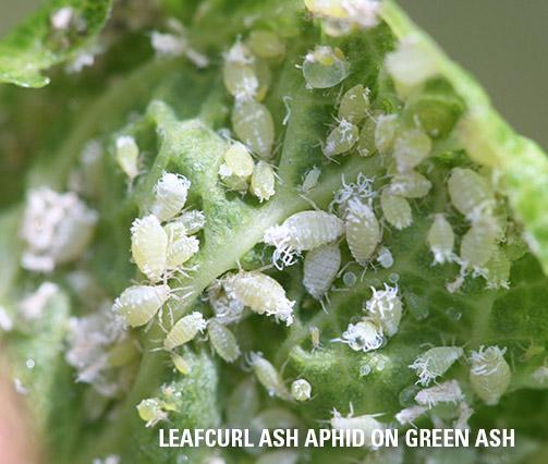 Aphid Treatment Solutions And Prevention Arborjet Aphids Are Soft Pear Shaped Insects That Have Long Legs And Antennae With Like Structures Called Cornicles Protrude Out Of The Hind End