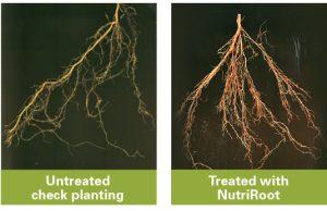 Nutriroot_comparison_web_1