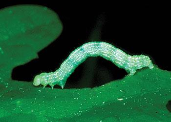 Winter moth larva