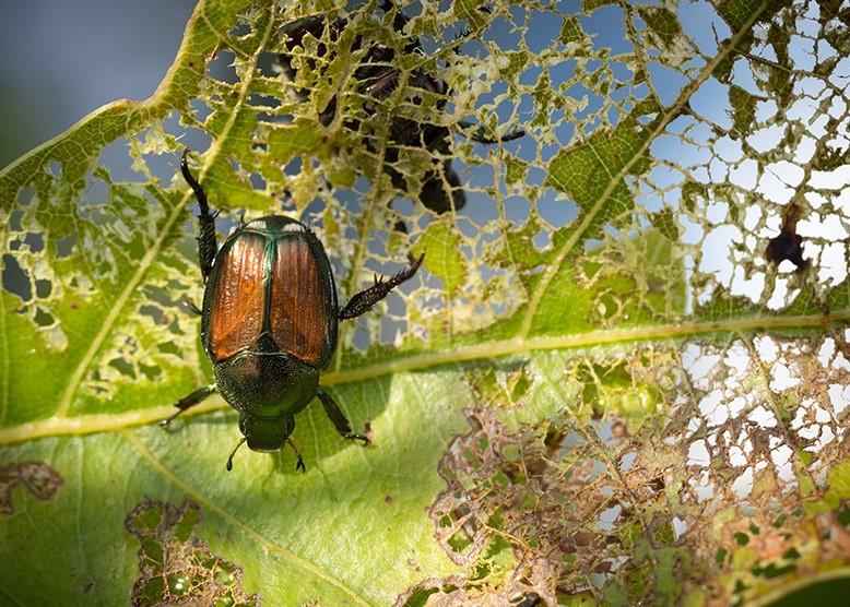Japanese Beetle