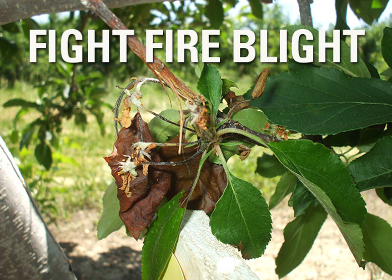 fire blight crabapple tree