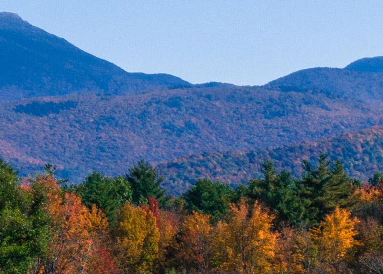 Emerald Ash Borer in Vermont