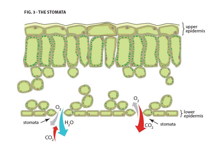 Water Management Figure 3