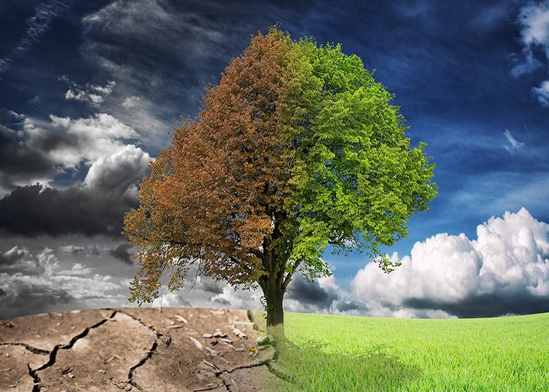 Drought and Pest Pressures