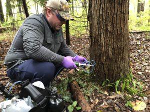 Zac prepares to inject an ash tree at Cornell University