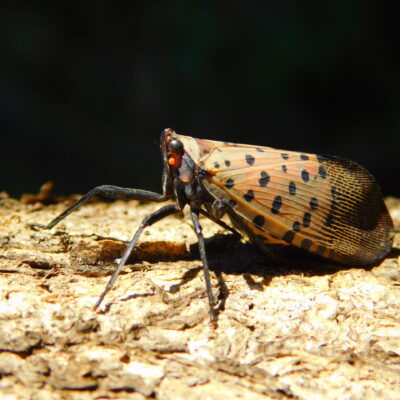 Spotted Lanternfly Adult 1