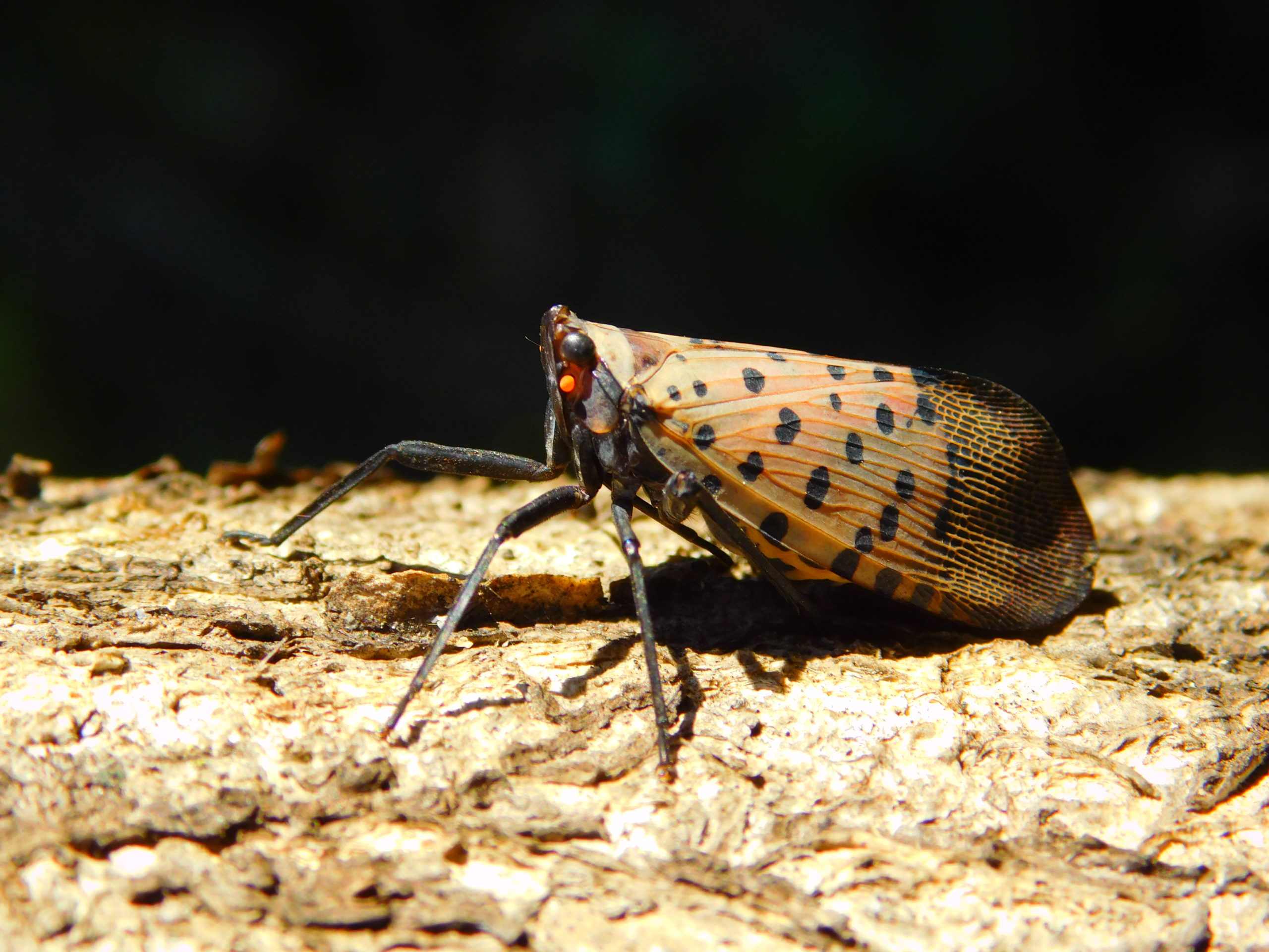 spotted-lanternfly-arborjet