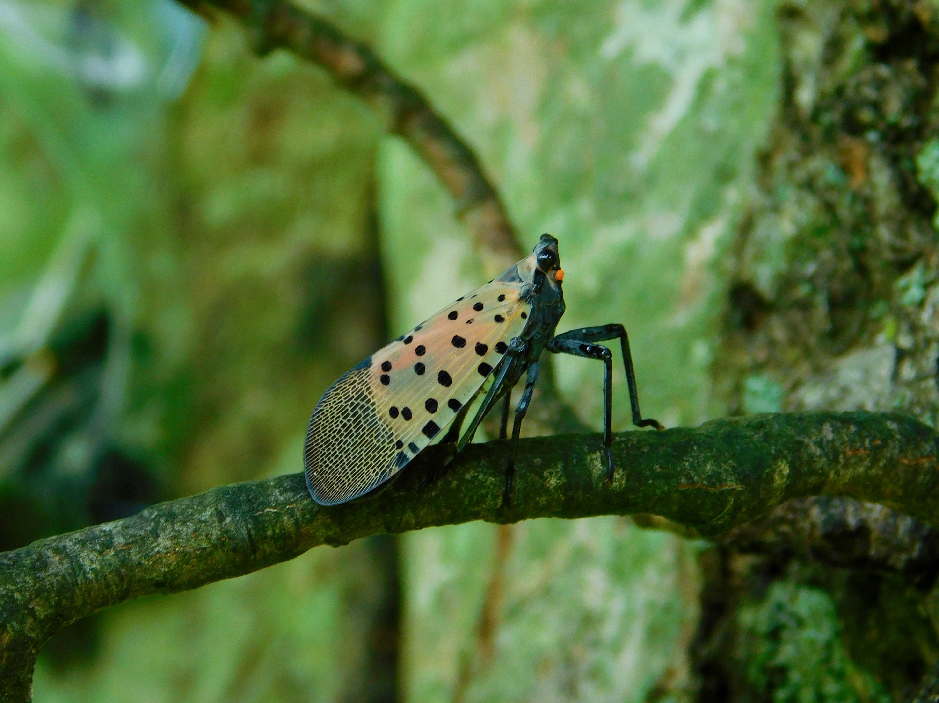 spotted lantern fly insecticide