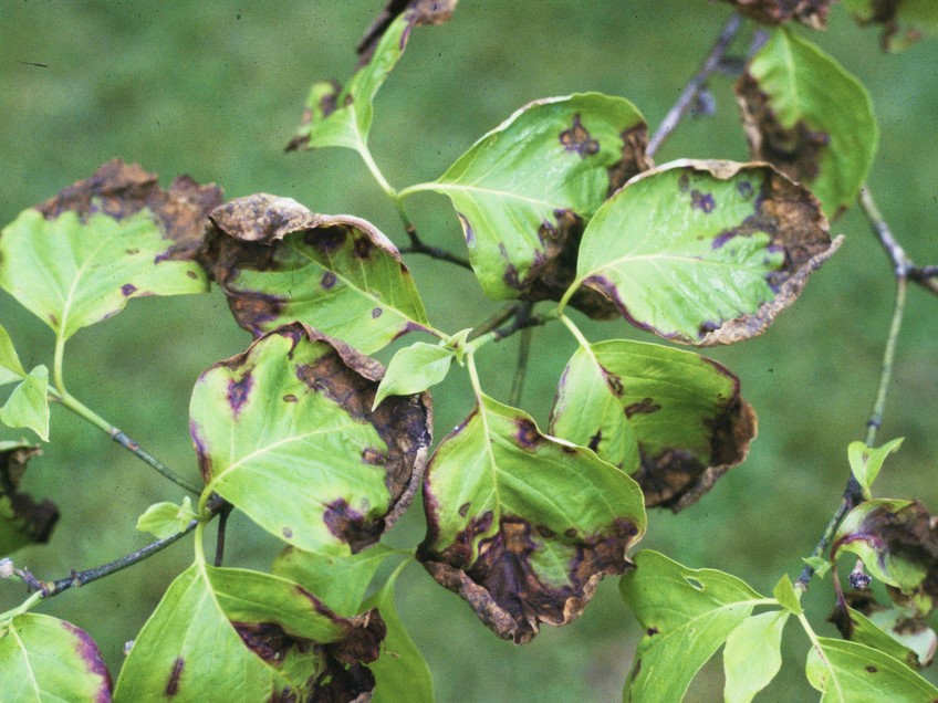 Anthracnose What are the Symptoms and How to Treat It Arborjet