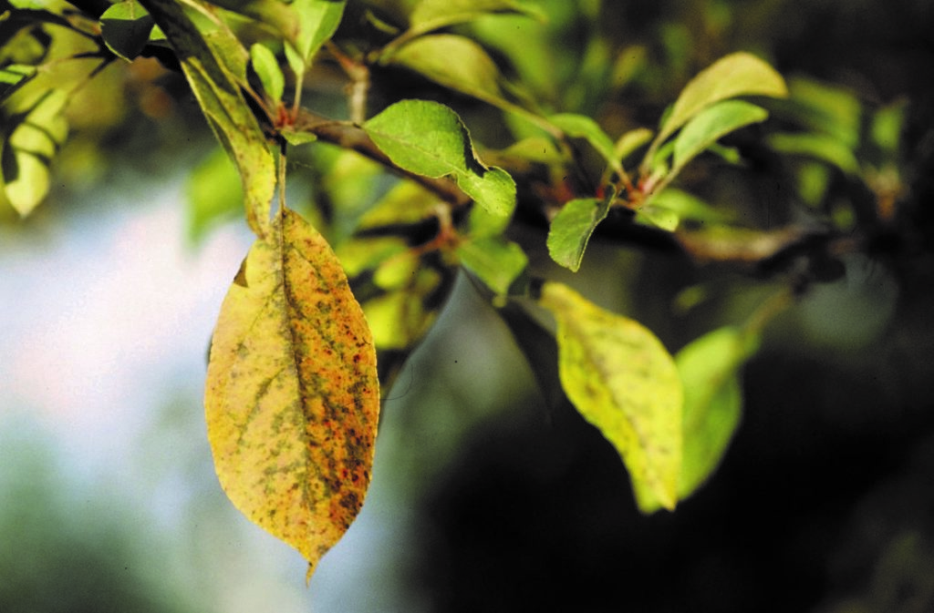 Apple Scab Symptoms and How to Treat Arborjet