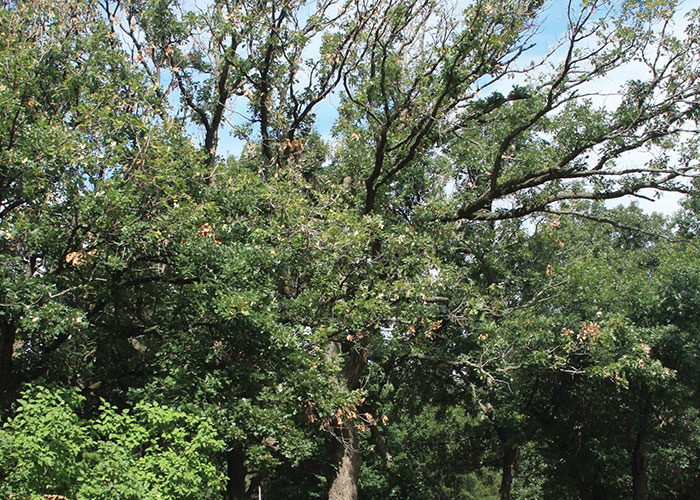 Bur Oak Blight Tree Disease - Arborjet