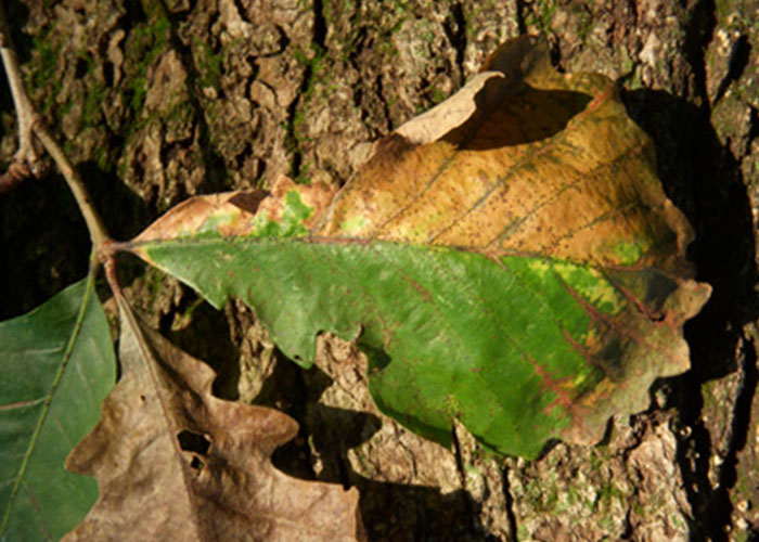 Bur Oak Blight Tree Disease - Arborjet