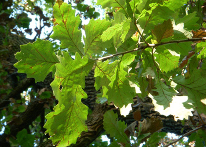 Bur Oak Blight Tree Disease Arborjet