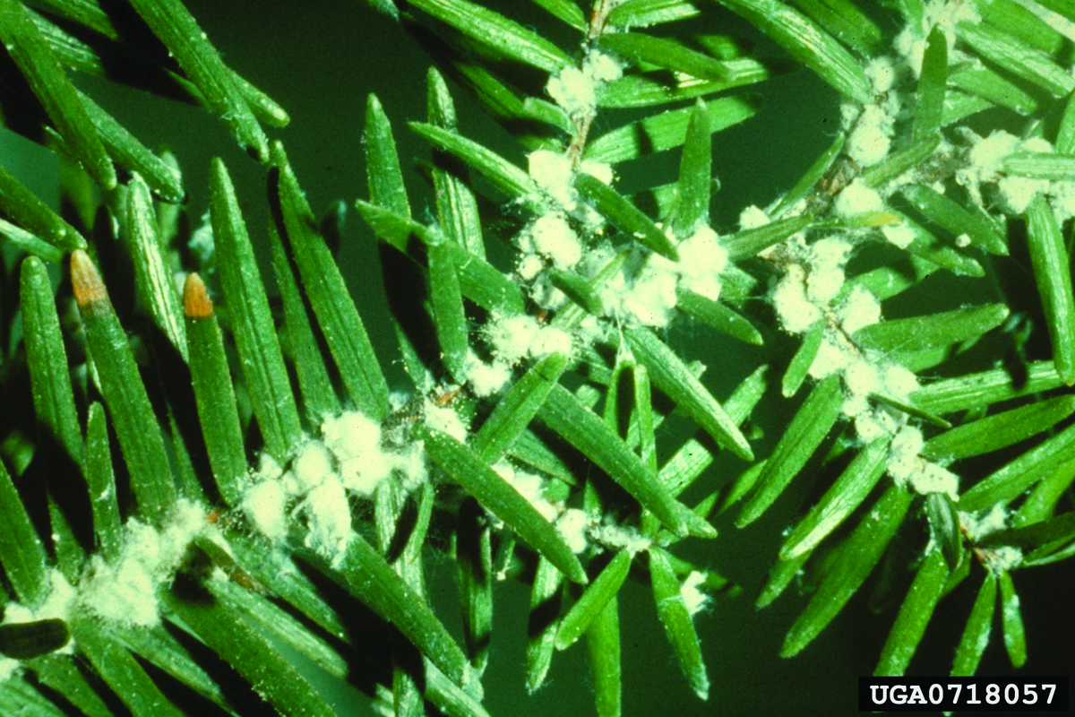 Effectively Treating Hemlock Woolly Adelgid Arborjet