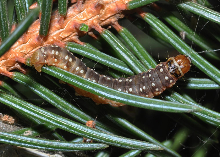 Western Spruce Budworm - Arborjet