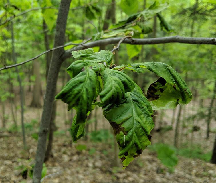 Beech Leaf Disease Arborjet