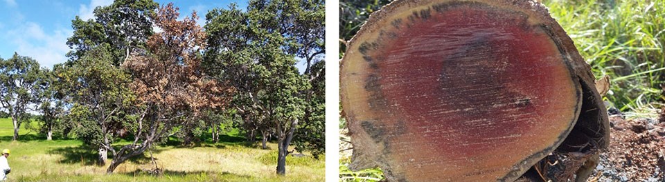 Rapid Ohia Death Damage