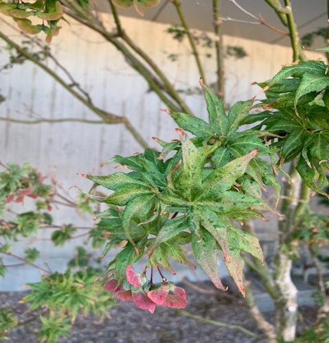 Overregulation on a Japanese maple.