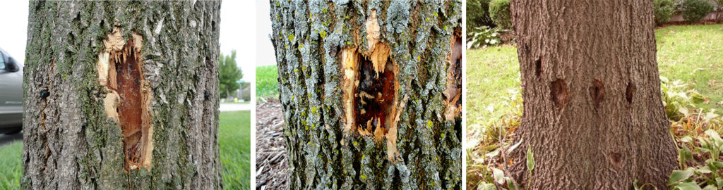 Examples of damage to the cambium from plugless trunk injection 