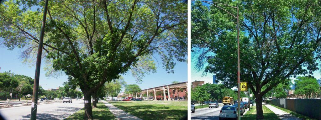 Emerald Ash Borer treatment, before and after (L to R)