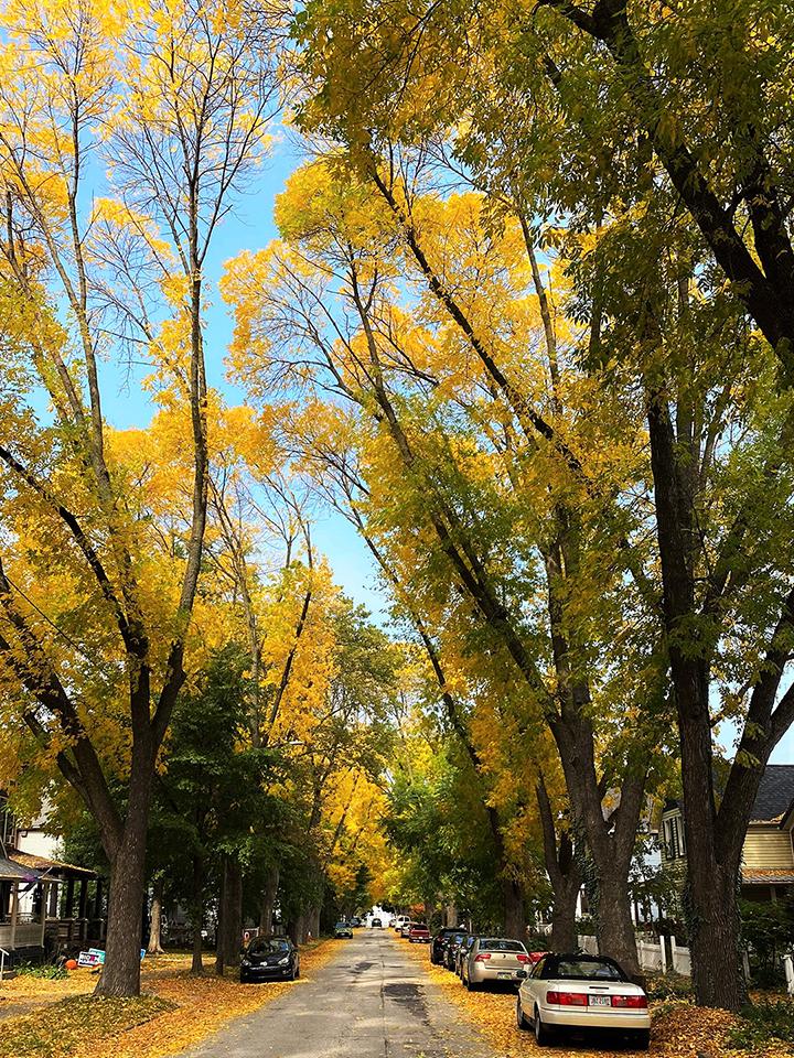 Present Day: These trees stand as a monument to what can be done when Arborists and citizens work together