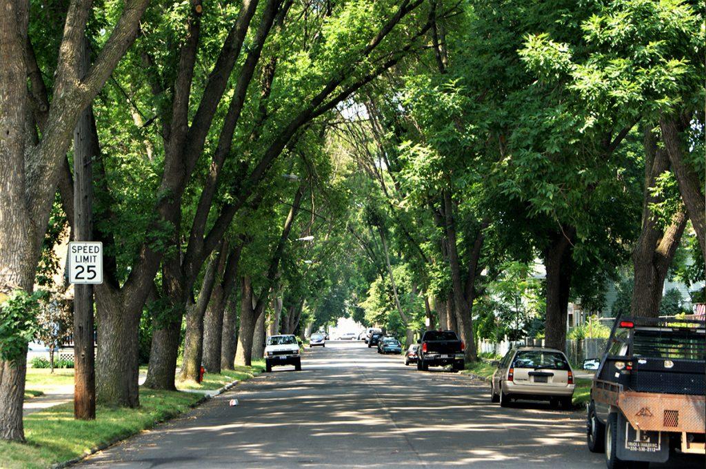 Healthy, mature ash, forming a canopy over the entire block with an average diameter of around 30”