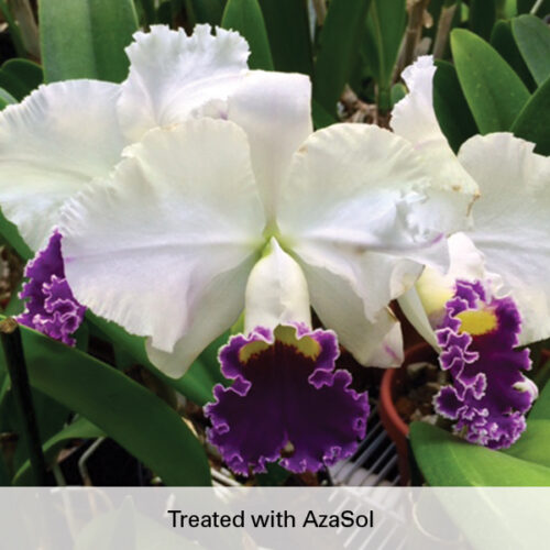 AzaSol-After-Grower