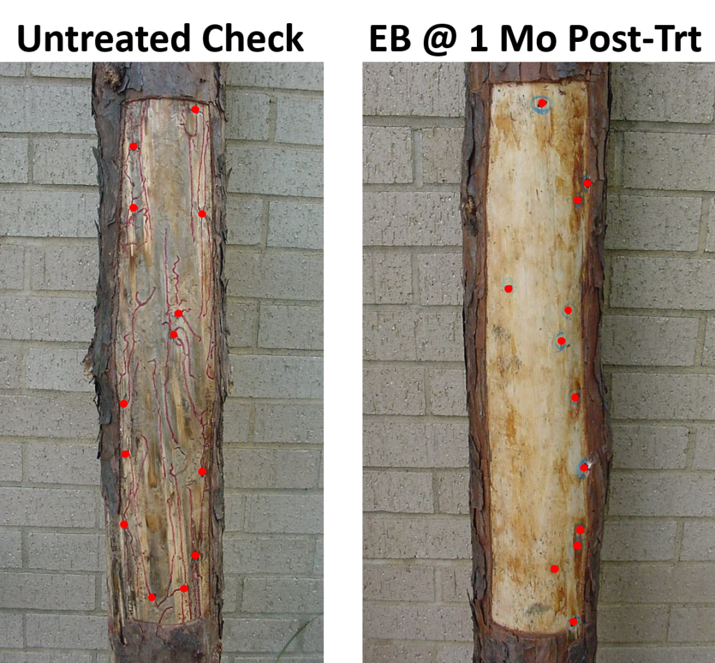 First Results of treating for Conifer Bark Beetle after 1 month