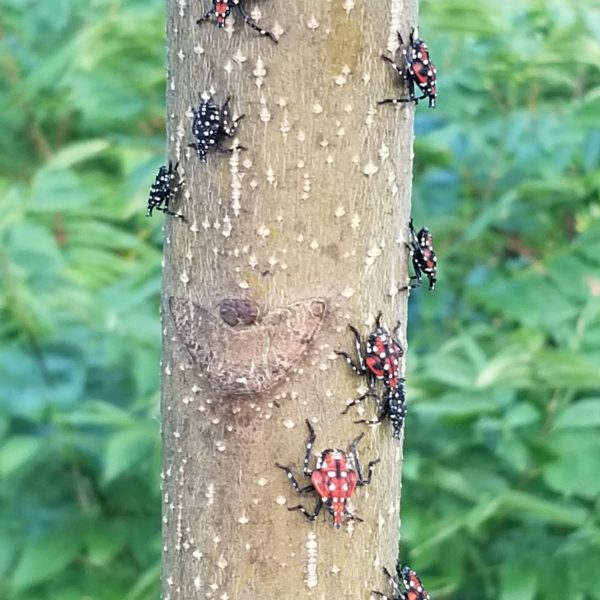 Spotted lanternfly nymphs on a tree of heaven