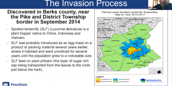 An introduction to spotted lanternfly with Brian Walsh