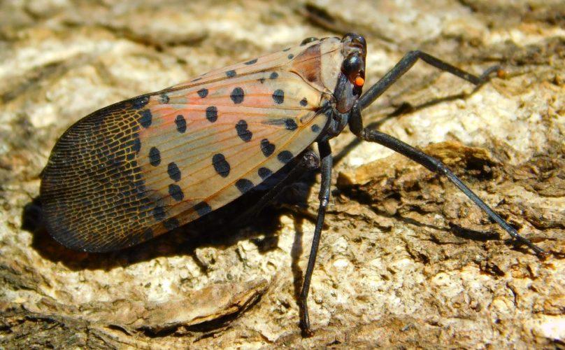 Spotted Lanternfly Updates for 2022 - Arborjet