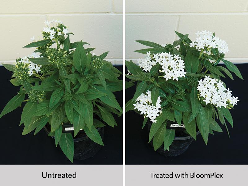 BloomPlex treated and untreated