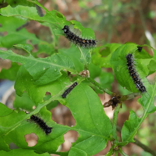 Spongy moth larvae are an infamous example of leaf-chewing caterpillars. They can be treated with injections of IMA-jet without fear of harming pollinators.