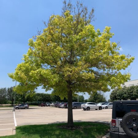 A chlorotic, untreated oak tree in a Texas parking lot, 6/17/21. It doesn’t get much nutrition in this soil.