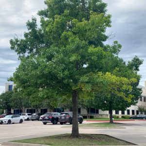 A year after treatment, 4/25/22. The leaves are a darker green and the branches much fuller.