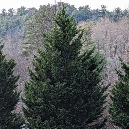 Leyland Cypress have scale-like needles that reduce water loss from its foliage in the winter months