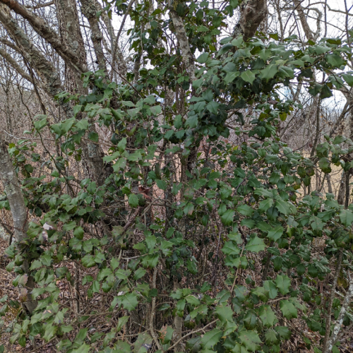 American Holly