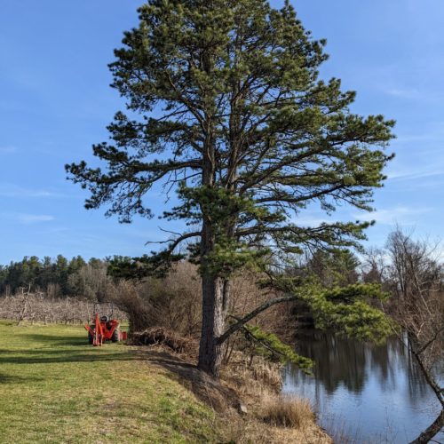 Virginia pine specimen