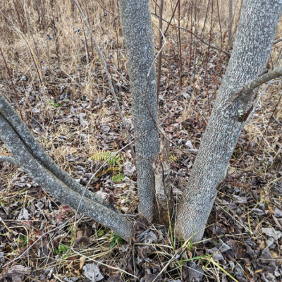 This tulip was naturally "coppiced" by a beaver. The roots sent up multiple stems to replace the lost tree. People have coppiced trees for a ready source of kindling.