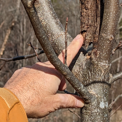 Dead lead on a tulip tree