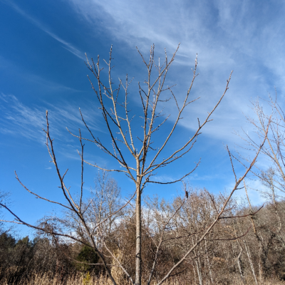 Tulip trees start their life forming a single straight leader.  Sometimes open grown trees will produce multiple, competing leaders.