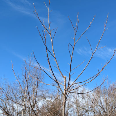 Tulip tree with competing leaders removed