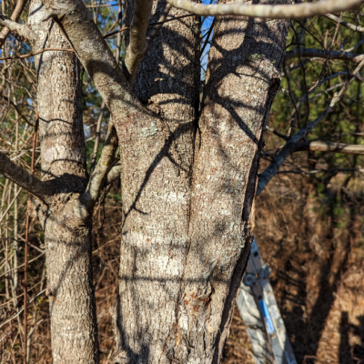 Close-up of a "V" crotch, a weak attachment between vertical stems in a Callery pear