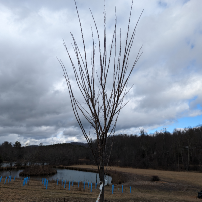 The Princeton elm forms multiple leaders selected for strong branch attachments (U-crotch).