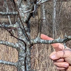 Removing water sprouts from a Callery pear